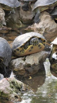 Vertical view of a group of terrapins basking on rocks in a peaceful pond at the National Garden in Athens, Greece.
