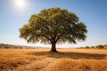 Fototapeta premium Large Green Tree in Sunny Dry Field Under Clear Blue Sky