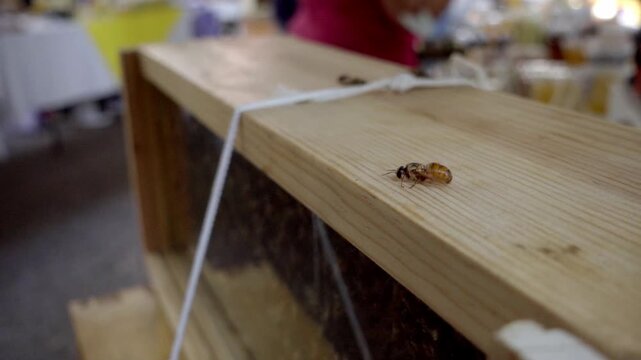 Close up of honey bee crawling on wooden beehive frame inside active apiary showcasing beekeeping pollinator activity and honey production process