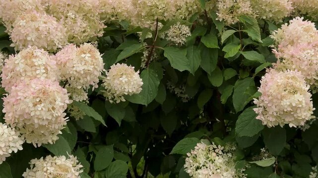  White and pink hydrangea flowers bloom densely on a green bush in a garden outdoors, summer garden, floral background, nature closeup.