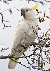 white parrot on branch © Rizky