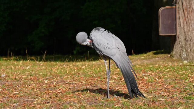 The Blue Crane, Grus paradisea, is an endangered bird specie endemic to Southern Africa. It is the national bird of South Africa
