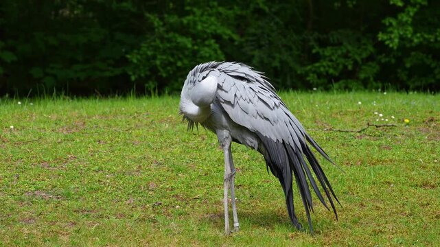 The Blue Crane, Grus paradisea, is an endangered bird specie endemic to Southern Africa. It is the national bird of South Africa