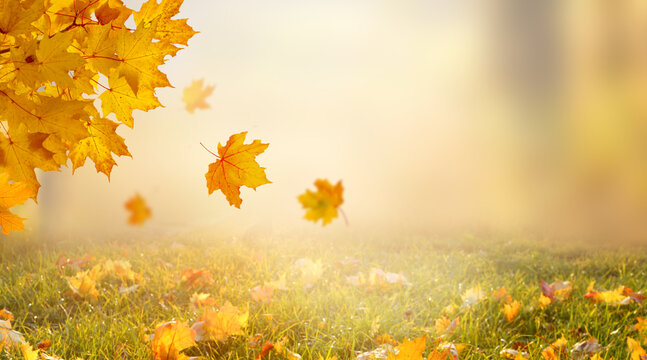 Beautiful autumn forest landscape with golden yellow leaves falling gracefully through the air