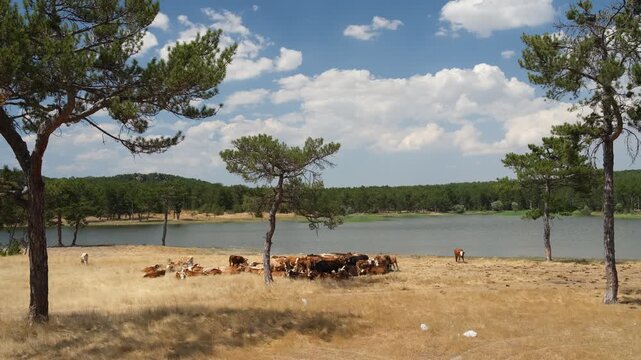 A herd of cattle under a tree by the lake. A herd of heifers and young oxen are resting