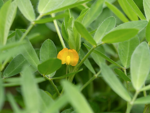 落花生の花