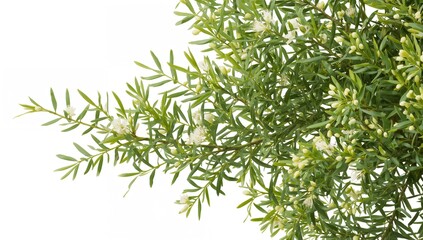 Fototapeta premium Green Leaves and White Flowers Isolated on White Background