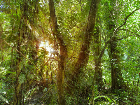 New Zealand native bush. Tree ferns and Supplejack vines at Battle Hill Farm Forest Park, Wellington region, North Island. Light shining through trees. Beautiful nature.