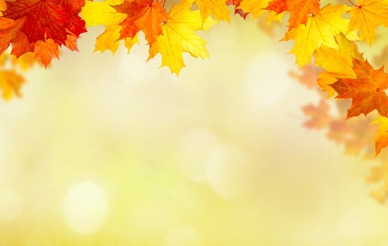  Dreamy Autumn Foliage on a Soft Bokeh Background