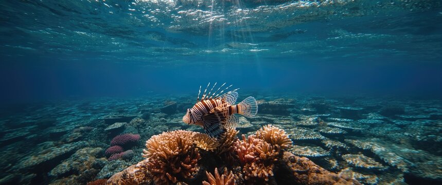 Lionfish Swimming Among Coral Reefs Underneath Sunlit Ocean Surface