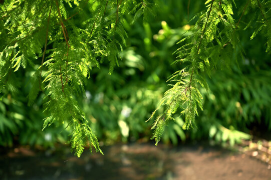 Fresh green bald cypress foliage hangs feathery, sunlight filters through translucent leaves, blurred wet ground below, Yuanshan Township, Yilan County.