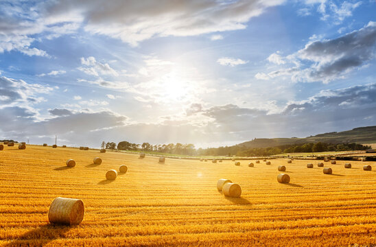 Hay bales in golden field with sunset summer background