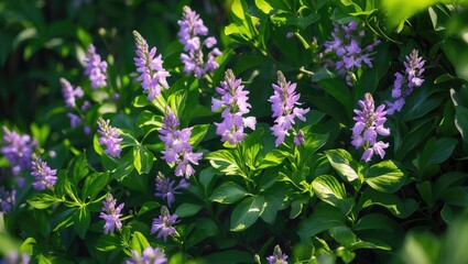 Fototapeta premium Purple Flowers Blooming Among Green Leaves in Natural Light
