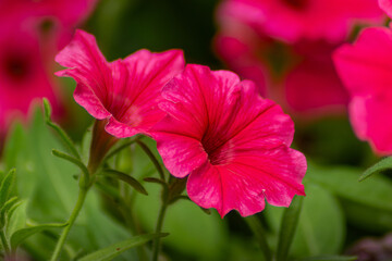 Obraz premium Horizontal garden photography of bright pink petunia flowers real life photography