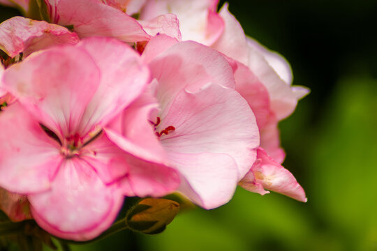 Horizontal soft-focus botanical photo of pale pink geranium flowers real life photography
