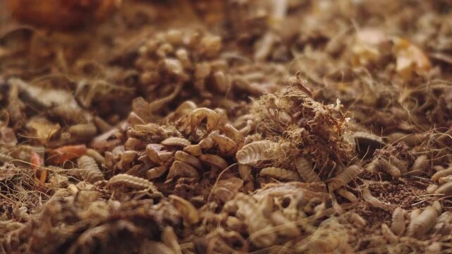 Black soldier fly larvae, Hermetia illucens, actively feeding and wriggling through decomposing organic food waste, demonstrating natural biological waste breakdown and recycling.