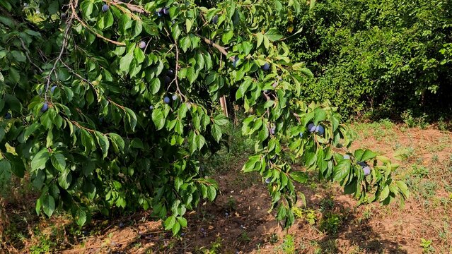 Ripe purple plums hanging on a leafy tree branch in a traditional rural orchard under natural sunlight during late summer.