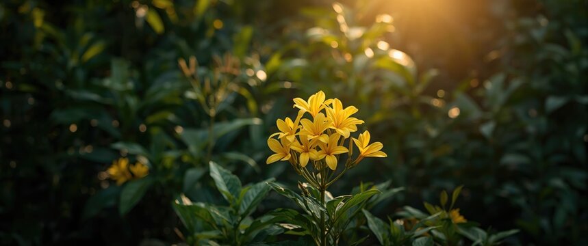 Yellow Flowers Blooming Amidst Green Foliage with Warm Sunlight