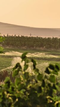 Agricultural Sprinkler Irrigation System Watering Green Crops During Warm Summer Sunset