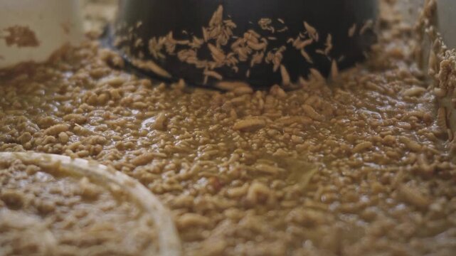 Black soldier fly larvae (BSFL), Hermetia illucens, being raised to consume and break down food waste, demonstrating sustainable organic waste management and biological recycling.