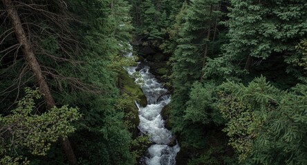 Fototapeta premium Mountain River Flowing Through a Dense Forest in Soft Light