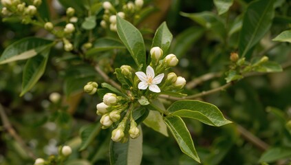 Naklejka premium Flowering Branch with White Blossoms and Buds Among Green Leaves