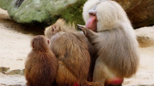 Close-up of a baboon family resting together on sandy ground with rocks