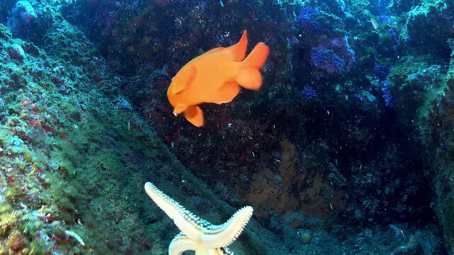 Vibrant orange fish swims near starfish on a colorful coral reef