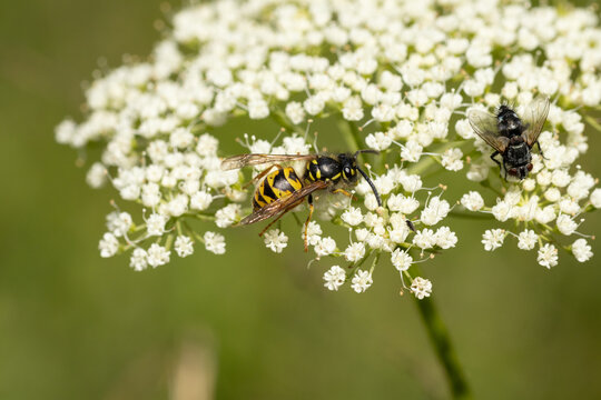 Gu&ecirc;pe commune (Vespula vulgaris --- Paravespula vulgaris)
Vespula vulgaris --- Paravespula vulgaris on an unidentified flower or plant
