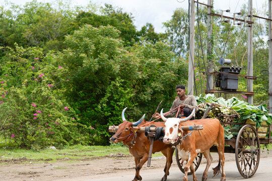 Indian farmer drives a wooden cart pulled by two distinctively horned bullocks along a rural road.