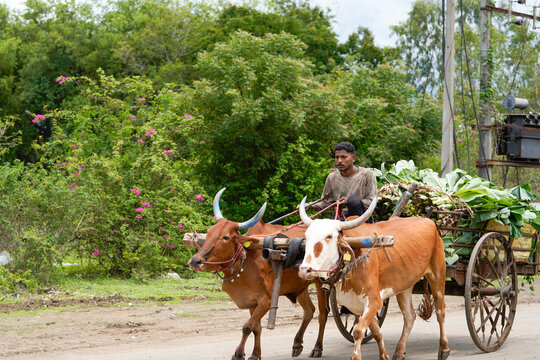 Indian farmer drives a wooden cart pulled by two distinctively horned bullocks along a rural road.