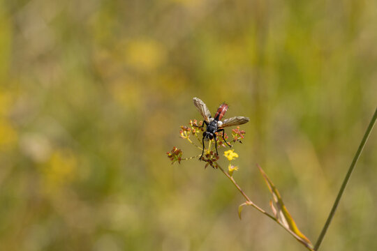 Cylindromyia bicolor
Cylindromyia bicolor in its natural element
