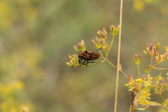 Punaise arlequin (Graphosoma lineatum)
Graphosoma lineatum on an unidentified flower or plant
