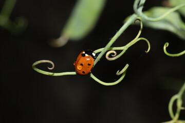 Coccinelle à Sept Points (Coccinella septempunctata) Coccinella septempunctata on an unidentified flower or plant  © Eric