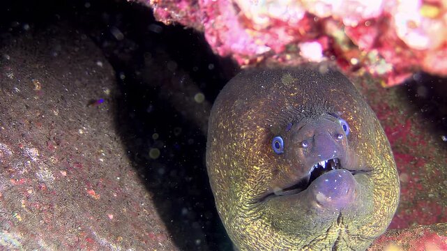 Close-up underwater view of a moray eel with sharp teeth peeking from its den