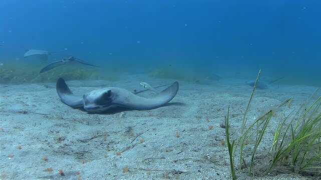 Underwater scene with stingrays gliding gracefully over sandy seabed and seagrass