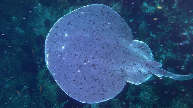 Underwater scene with spotted ray swimming gracefully near coral reef