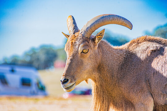 Barbary sheep (Ammotragus lervia)
