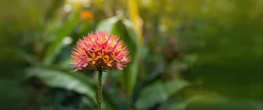 Vibrant Pink Flower Blooming in a Lush Green Garden Background