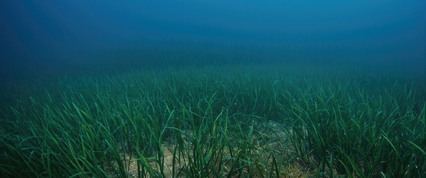 Underwater seagrass growing on the sandy ocean floor