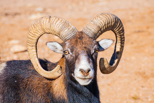 European mouflon (Ovis aries musimon)