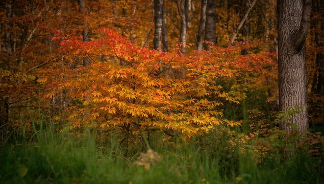 Vibrant Autumn Foliage on a Maple Tree Surrounded by Green Grass in a Forest