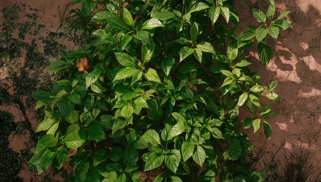 Lush Green Leaves Growing Against a Sandy Background in Natural Light