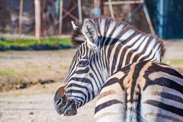 Plains zebra (Equus quagga) © Alberto Giron 
