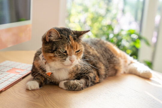 Domestic calico cat with esophagostomy tube for syringe feeding and medication after vet discharge, resting on desk at home during postoperative care, treatment, recovery and rehabilitation
