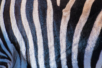 Plains zebra (Equus quagga) © Alberto Giron 