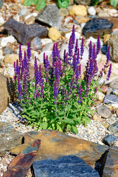  Hain-Salbei oder Steppen-Salbei (Salvia nemorosa) 