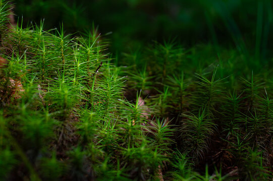 Moss isolated by sunlight on a rock has the appearance of a mountain slope covered in trees