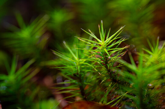 Two sprigs of moss isolated by sunlight showing their structure that resembles pine trees