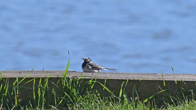 white wagtail (Motacilla alba) bird resting on concrete